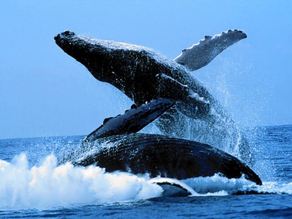 "humpback whales Hawaii"