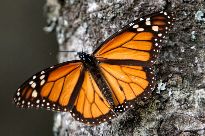 "lawsuit over monarch butterflies"