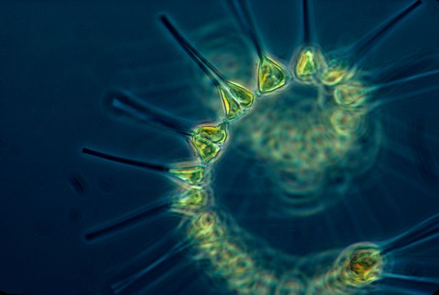 "phytoplankton"