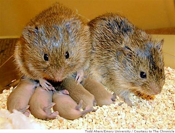 "parent prairie voles and their small babies"