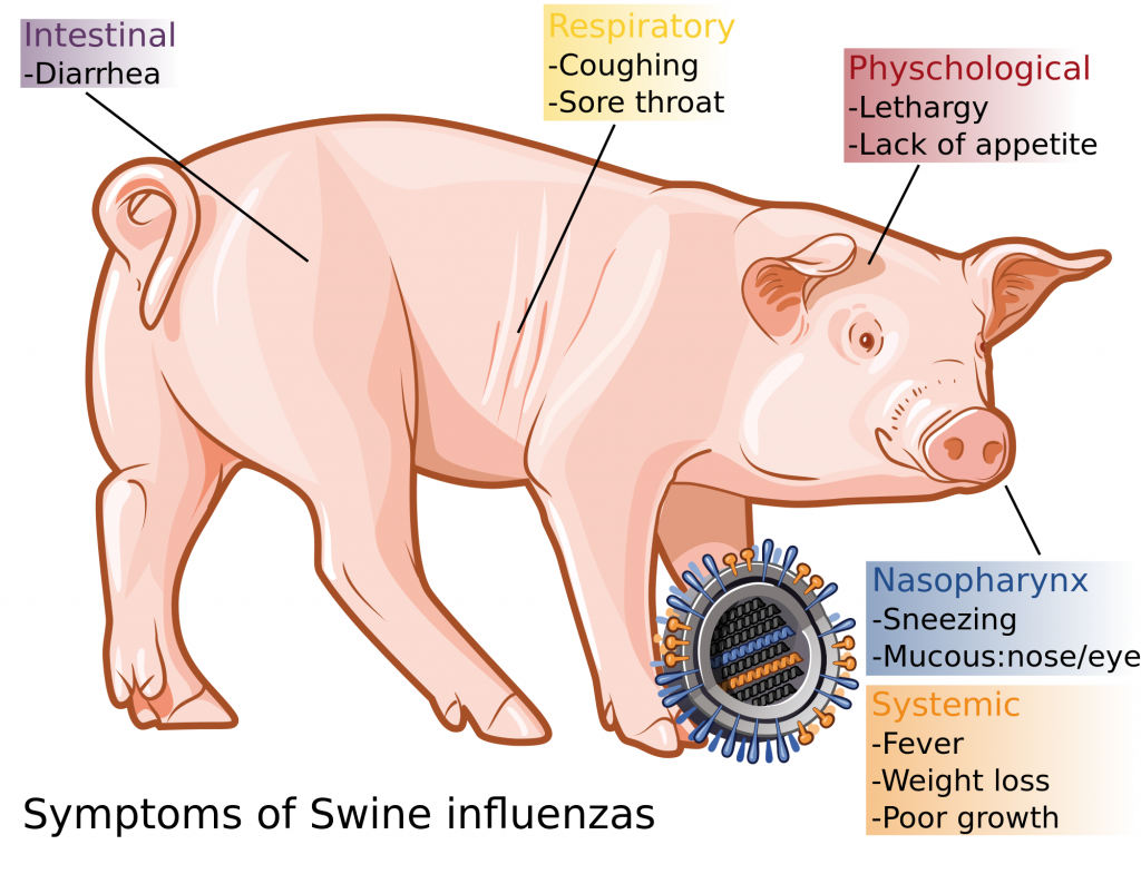 "swine flu"