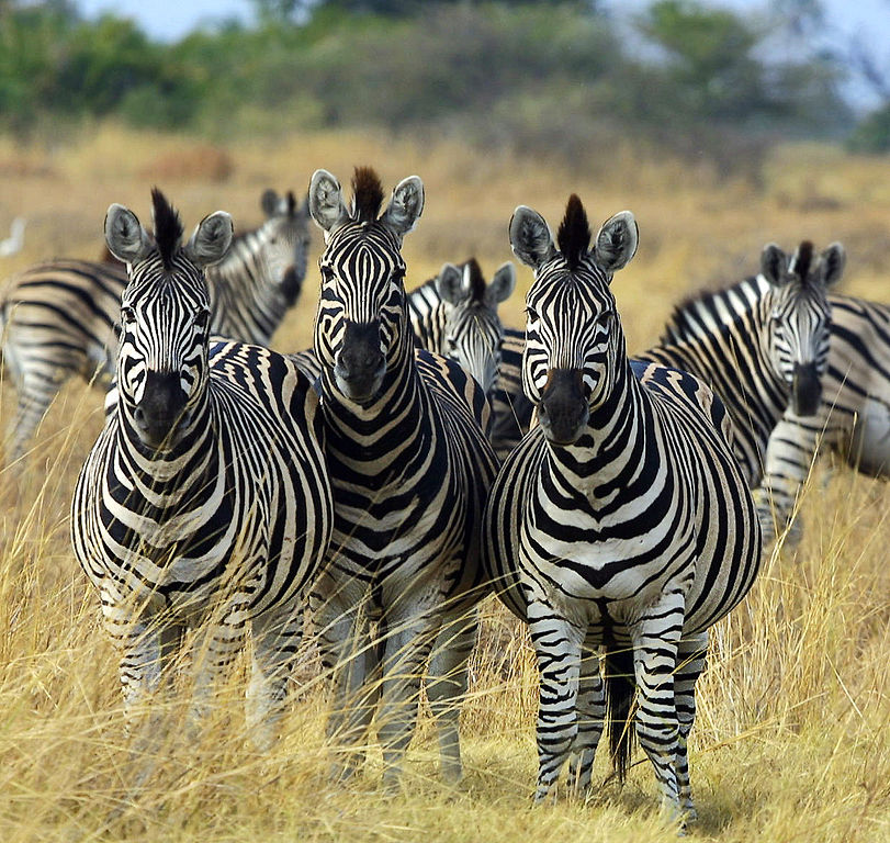 "zebras"
