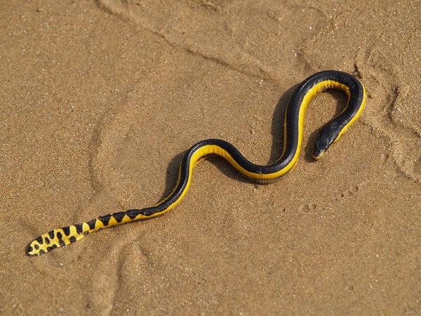 "Venomous snake in California"