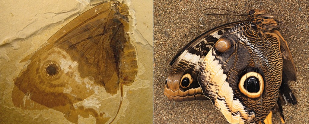 The 40 million year old butterfly vs the modern butterfly. 