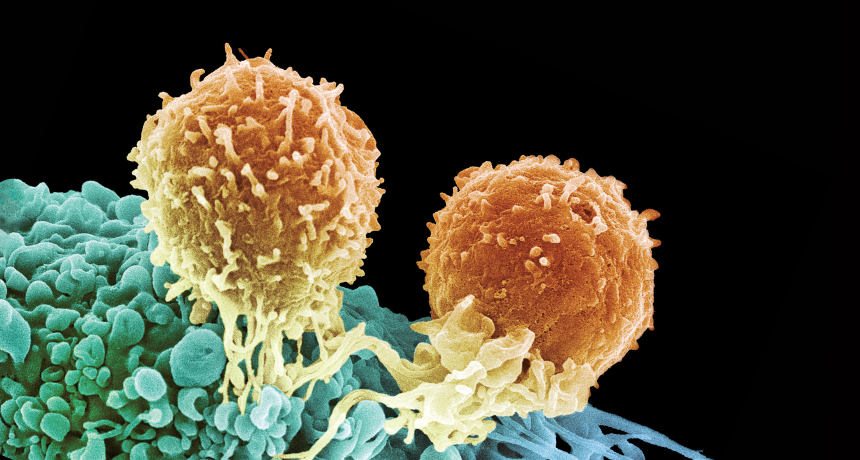 "t cells"