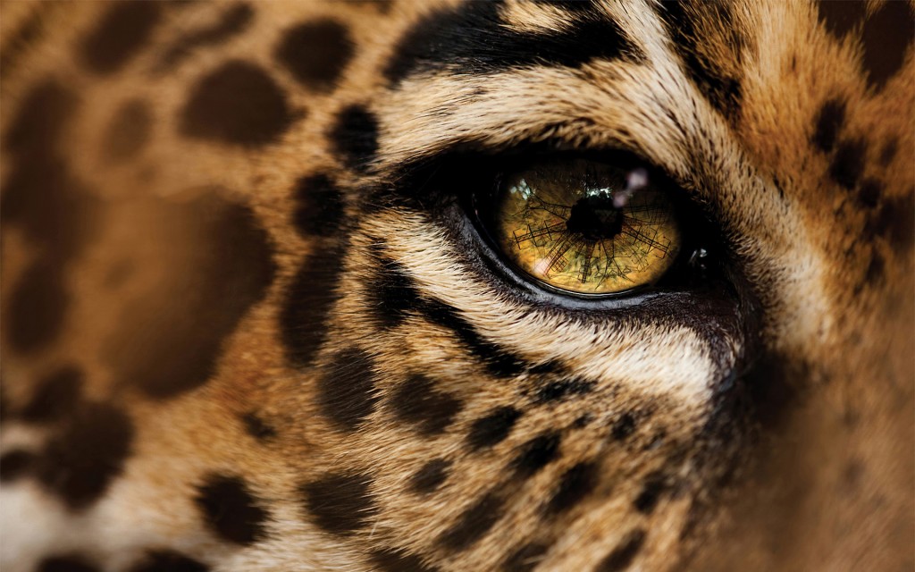 "jaguar"