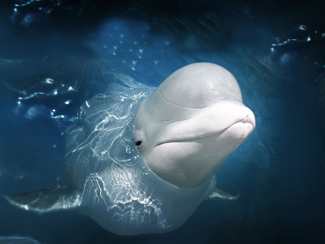 "beluga whale"