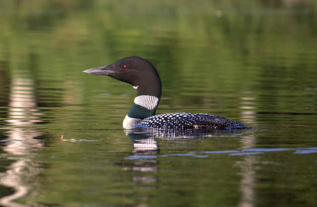 Common loon on a lake