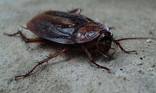 cockroach milk is more nutritious than cow milk 
