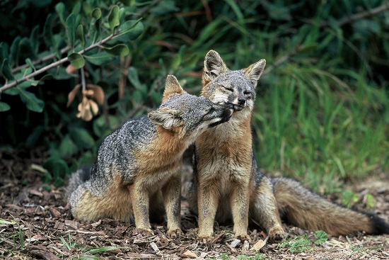 Pair of island foxes