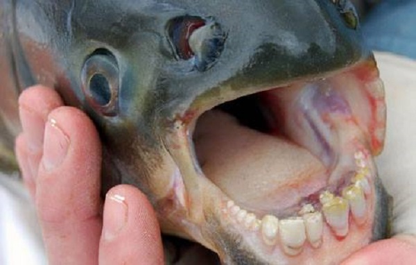 fish with human teeth 