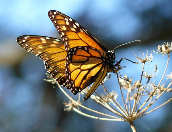 Monarch Butterflies need protection because they are in danger