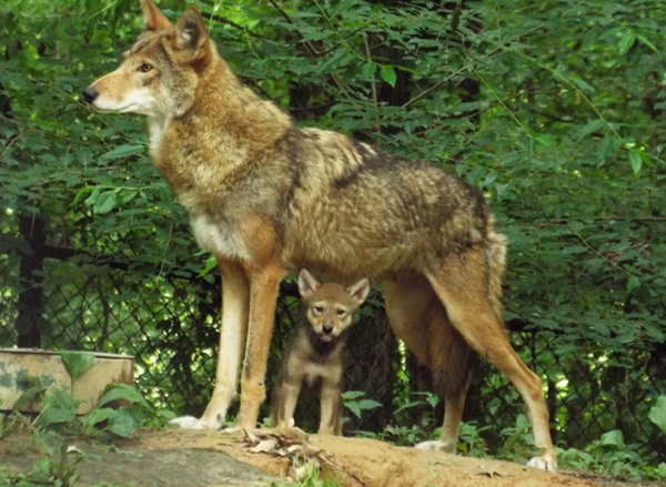 Authorities will reduce the territory of red wolves.