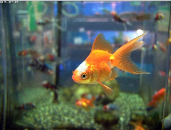 An Australian woman spent a lot of money to save her goldfish