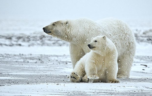 Russian scientists were in danger due to polar bears