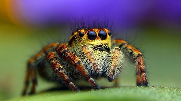 Jumping spiders can hear.