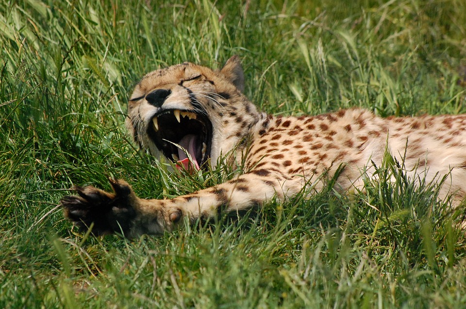 A leopard yawning