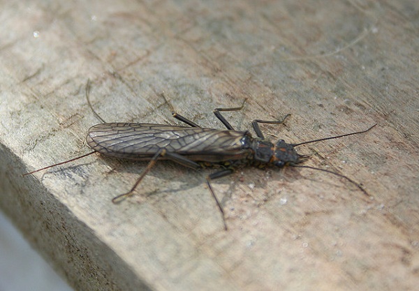 A stonefly sitting on a piece of wood