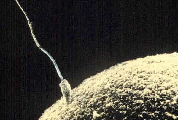 An egg cell fusing with a sperm