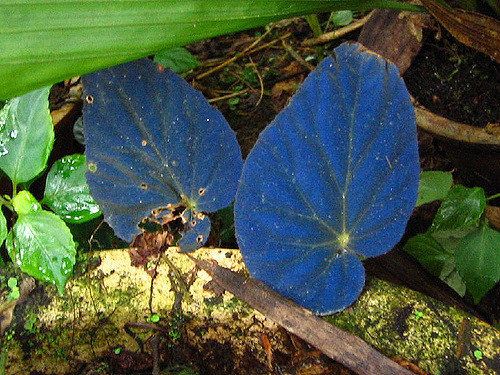 Begonia with blue leaves
