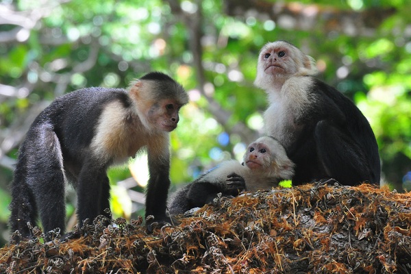 Three capuchin monkeys on a branch of a tree