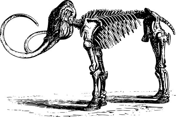 A drawing displaying a mammoth skeleton