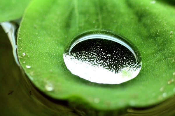 A water drop on a leaf