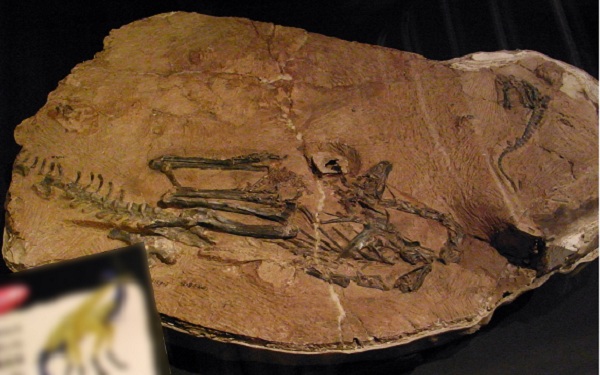Limusaurus inextricabilis fossils