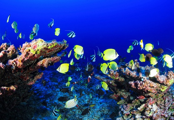 Coral-reef fish