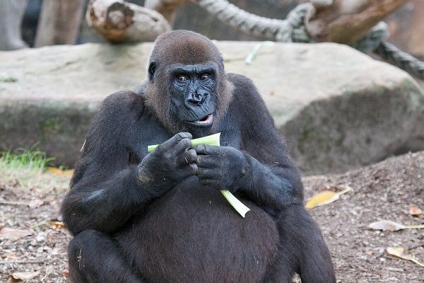 Female gorilla eating