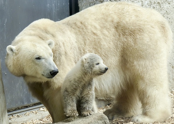polar bears 