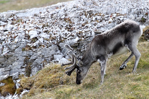 Reindeer in the Arctic