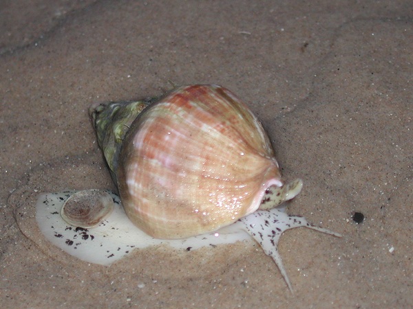 Sea snail