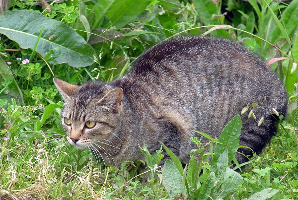 A feral cat