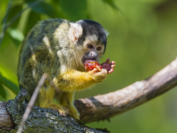 A squirrel monkey eating