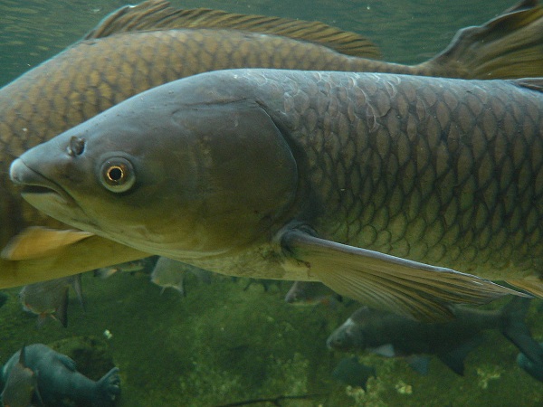 Grass carp in the water