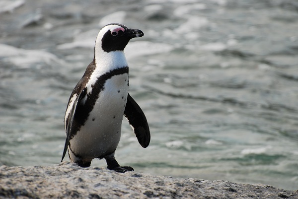 An African penguin