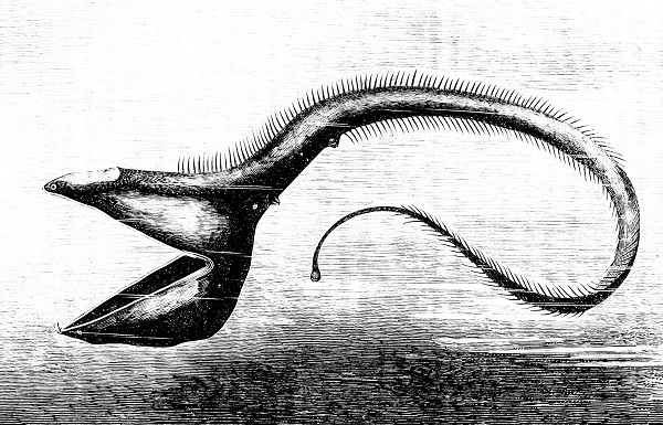 An illustration of an ancient worm