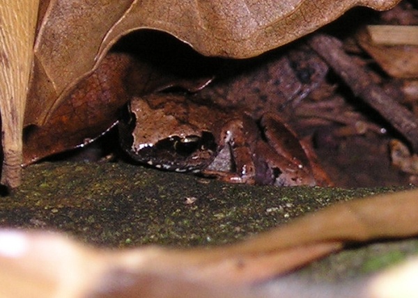 Cave squeaker amphibian