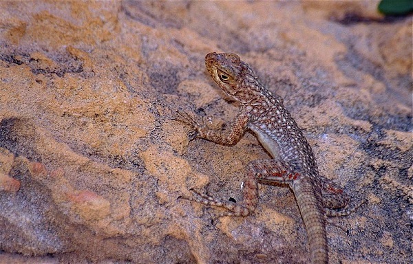 gecko species