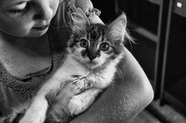 Little girl holding a cat