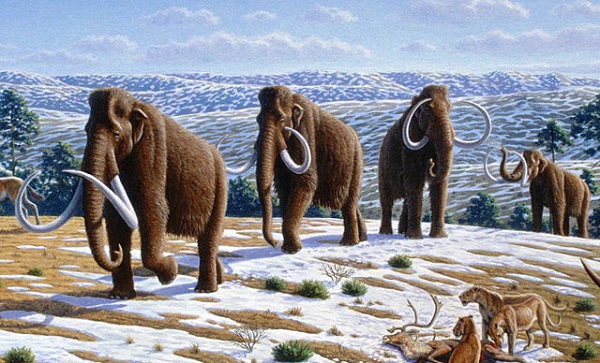 wooly mammoths