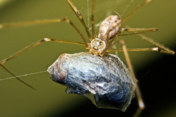 A spider holding a fly in its web