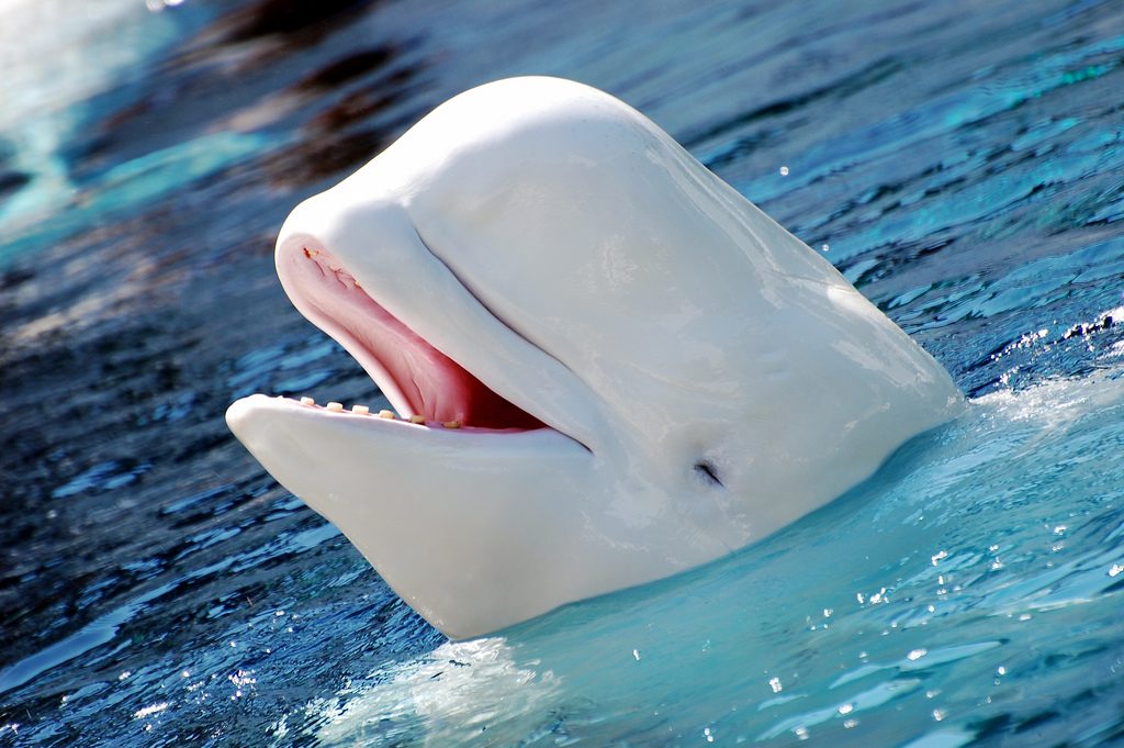 A Beluga whale