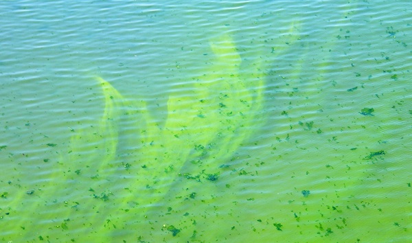 A green veil of algae floating