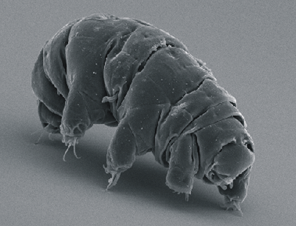 A tardigrade