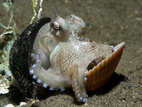 White octopus