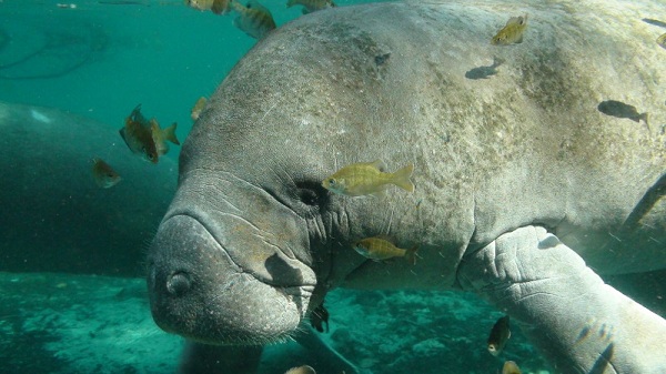 A Florida manatee swimming