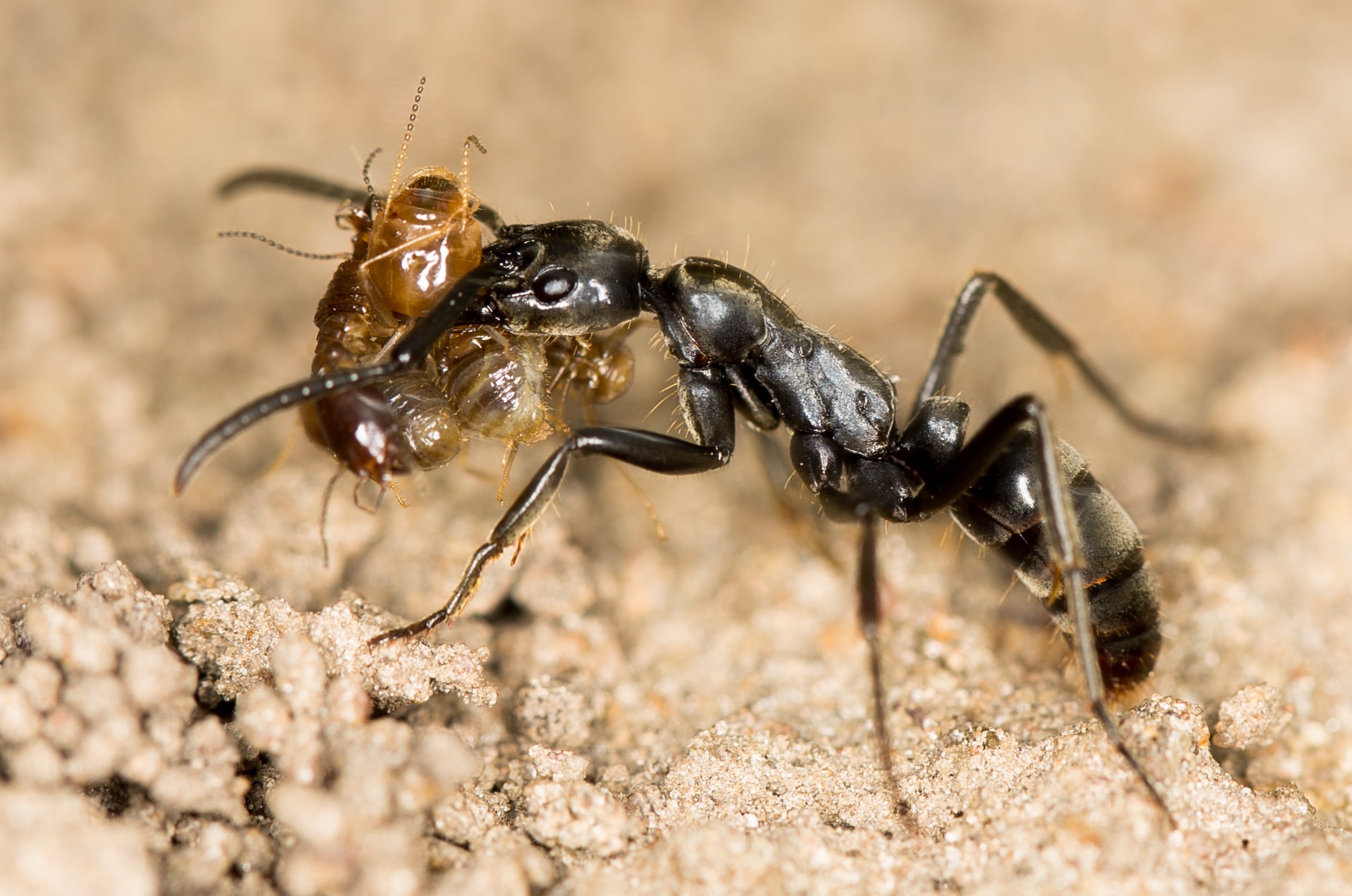 An ant and a termite