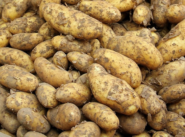 A pile of potatoes